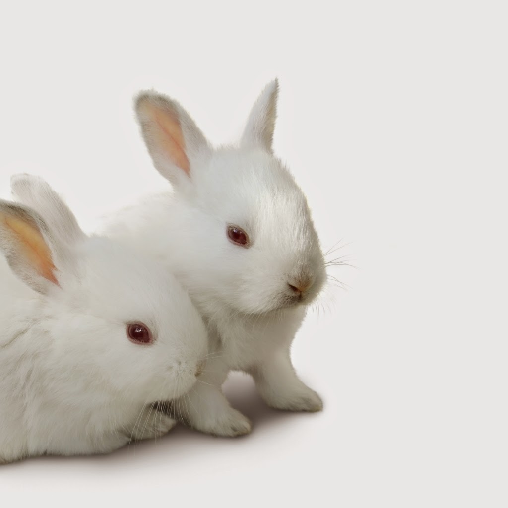 Tips Cara Merawat Kelinci Yang Baik Ayeeycom - Good Morning White Rabbits - HD Wallpaper 