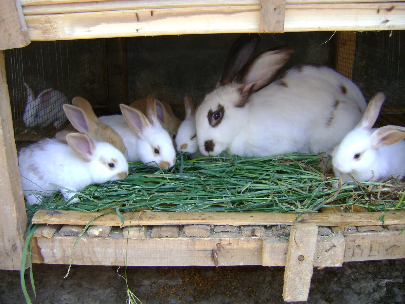 Dsc00809 - Makanan Kelinci Agar Cepat Besar - HD Wallpaper 