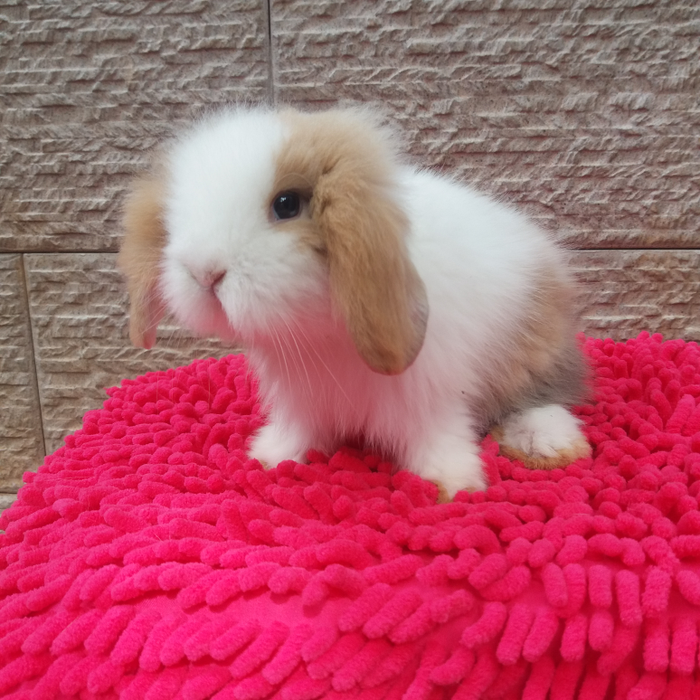 Harga Kelinci Fuzzy Lop - HD Wallpaper 