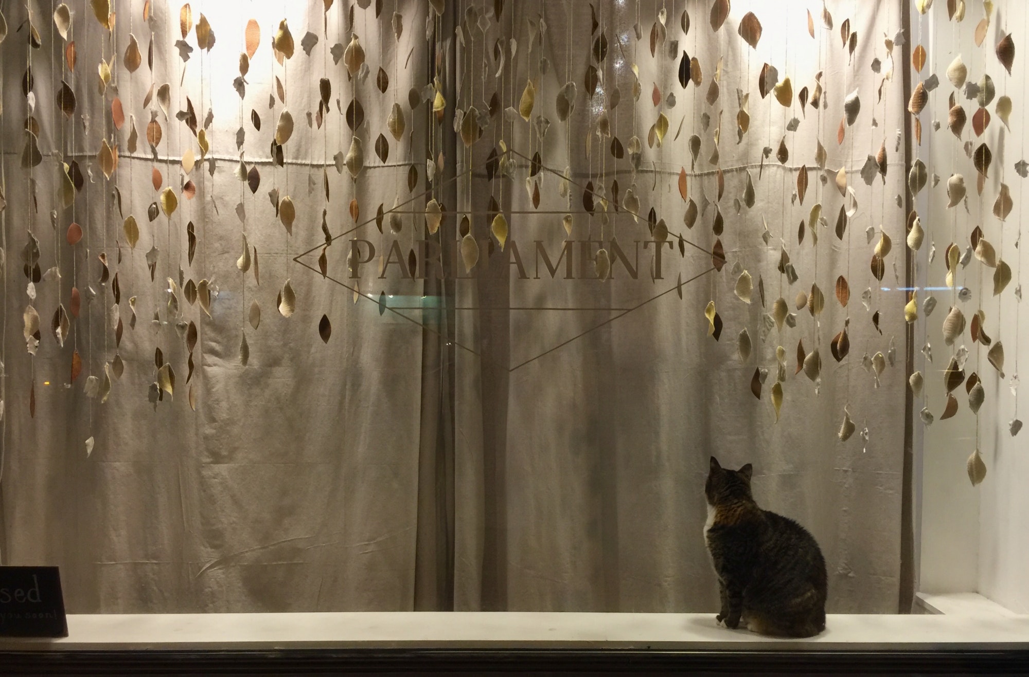 Domestic Short-haired Cat - HD Wallpaper 