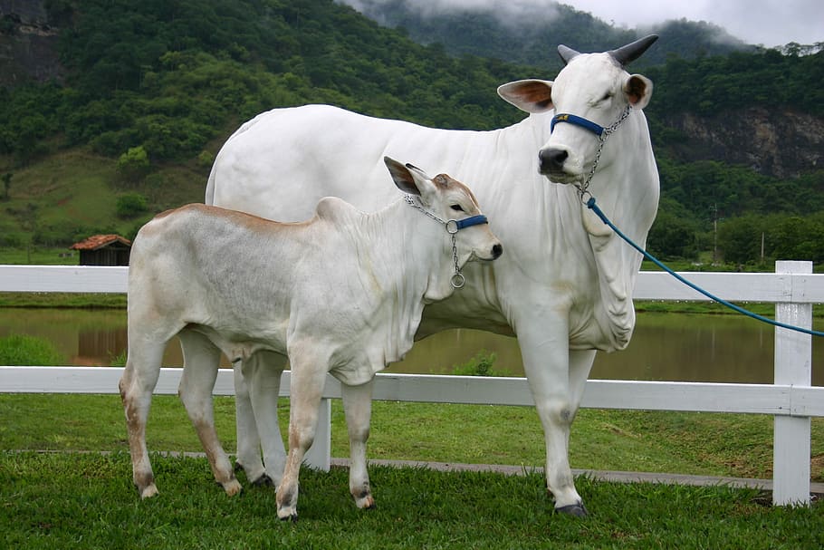 Boi, Puppy, Cow, White Color, Livestock, Grass, Animal - Boi Vaca - HD Wallpaper 