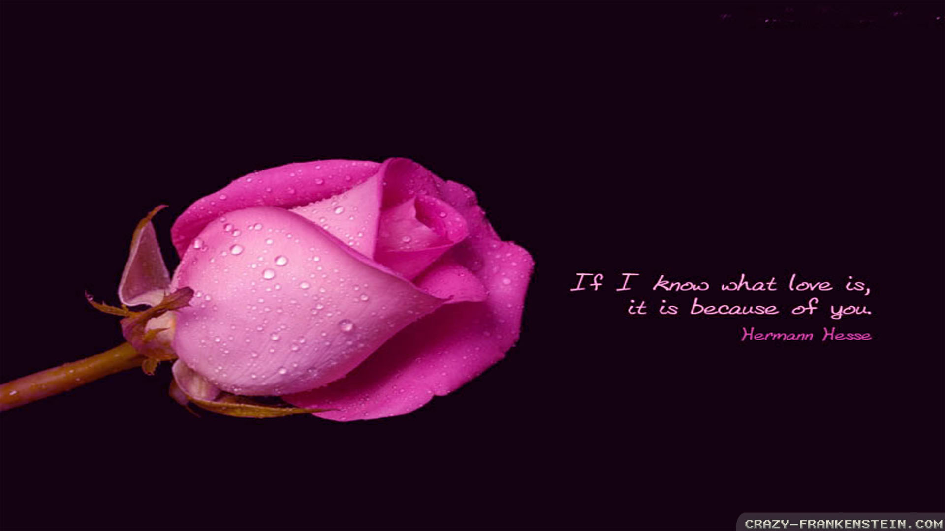 Romantic Quote About Flowers - HD Wallpaper 