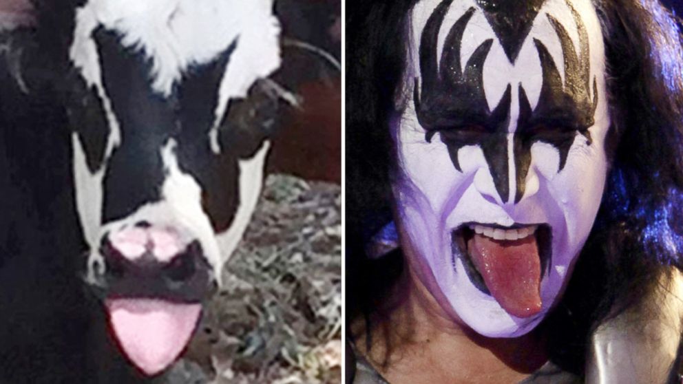 Newborn Calf Gene Simmons - HD Wallpaper 