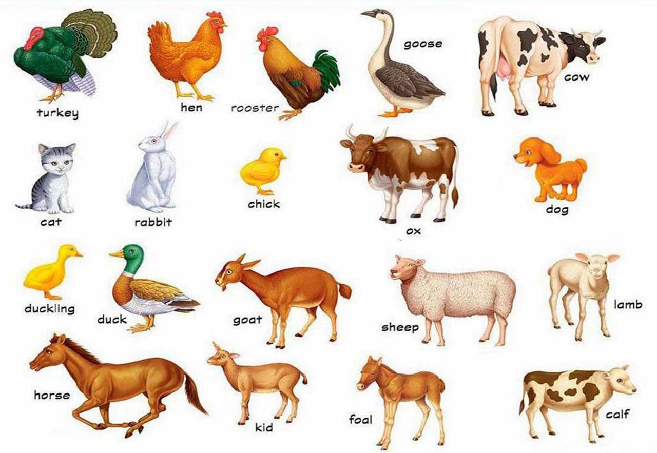 Animals Pictures With Names Widescreen 2 Hd Wallpapers