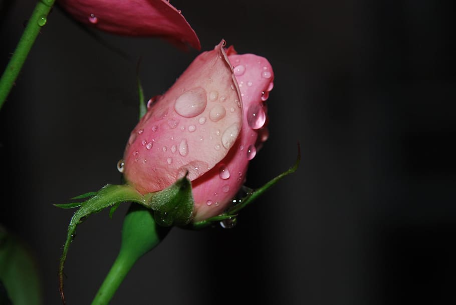 Christine, Vizcsep, Black, Drop, Plant, Flower, Wet, - Garden Roses - HD Wallpaper 
