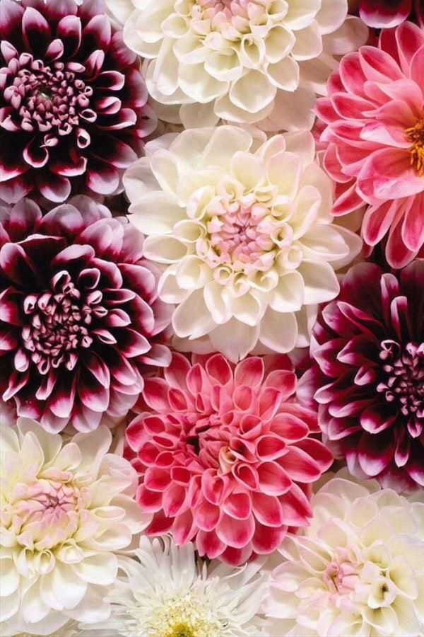 Background, Flowers, Iphone Wallpaper - Summer Flowers Iphone