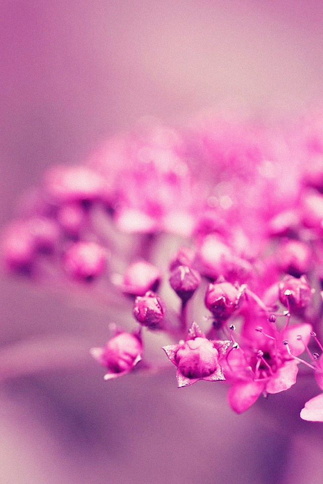 Com Apple Wallpaper Macro Pink Flower Iphone4 - Flower Iphone Mobile Wallpaper Hd - HD Wallpaper 