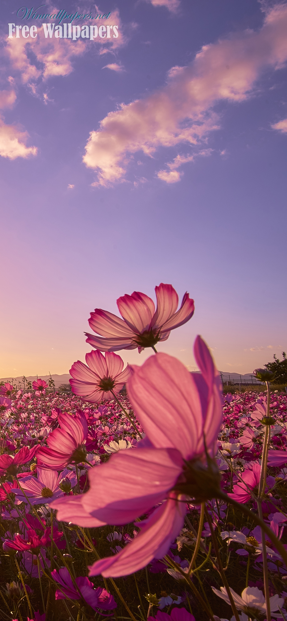 Flower Field Wallpaper For Iphone X - Pretty Wallpapers For Iphone X - HD Wallpaper 