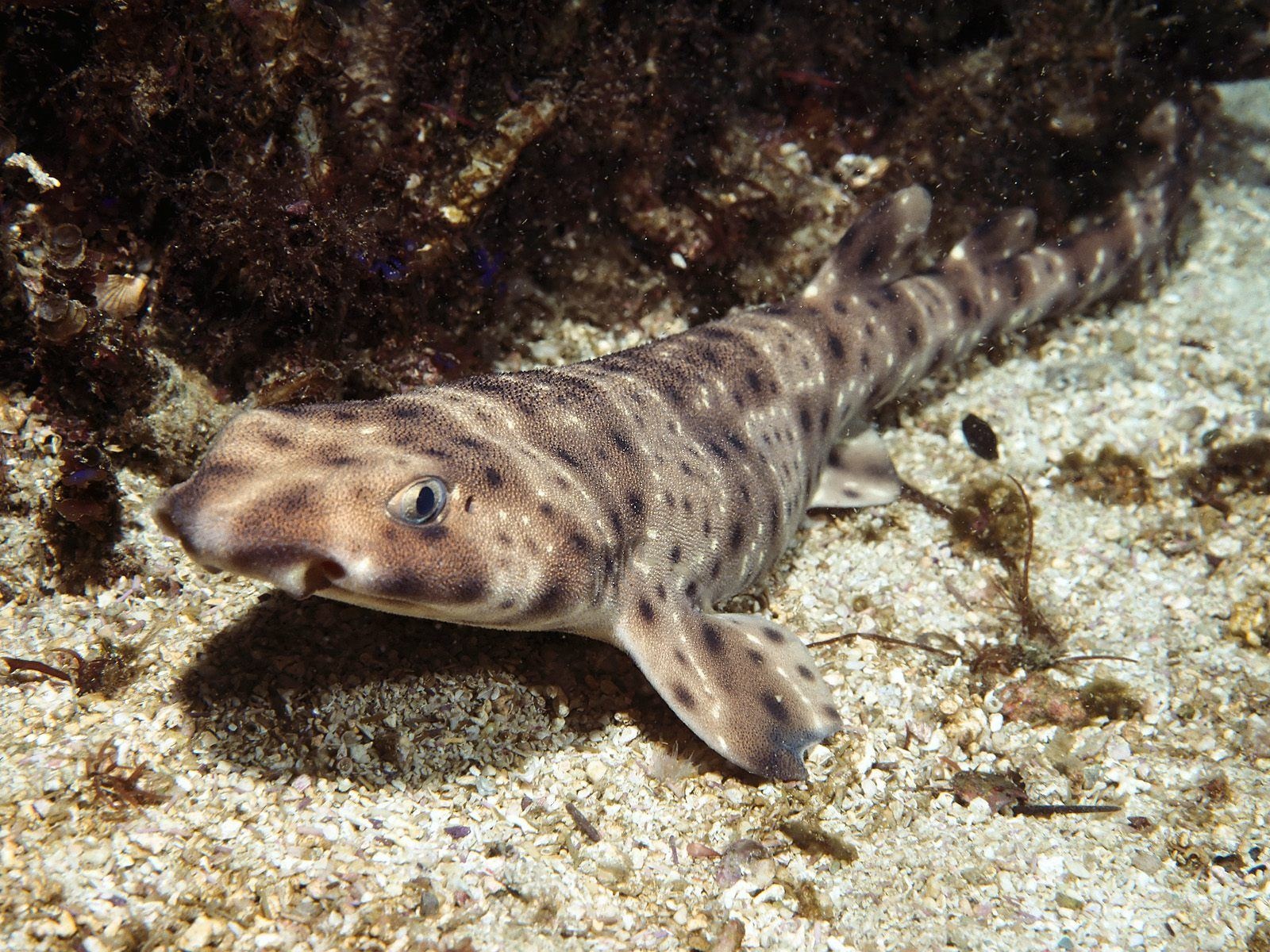 Fondo De Pantalla Tiburon - Blotchy Swell Shark - HD Wallpaper 