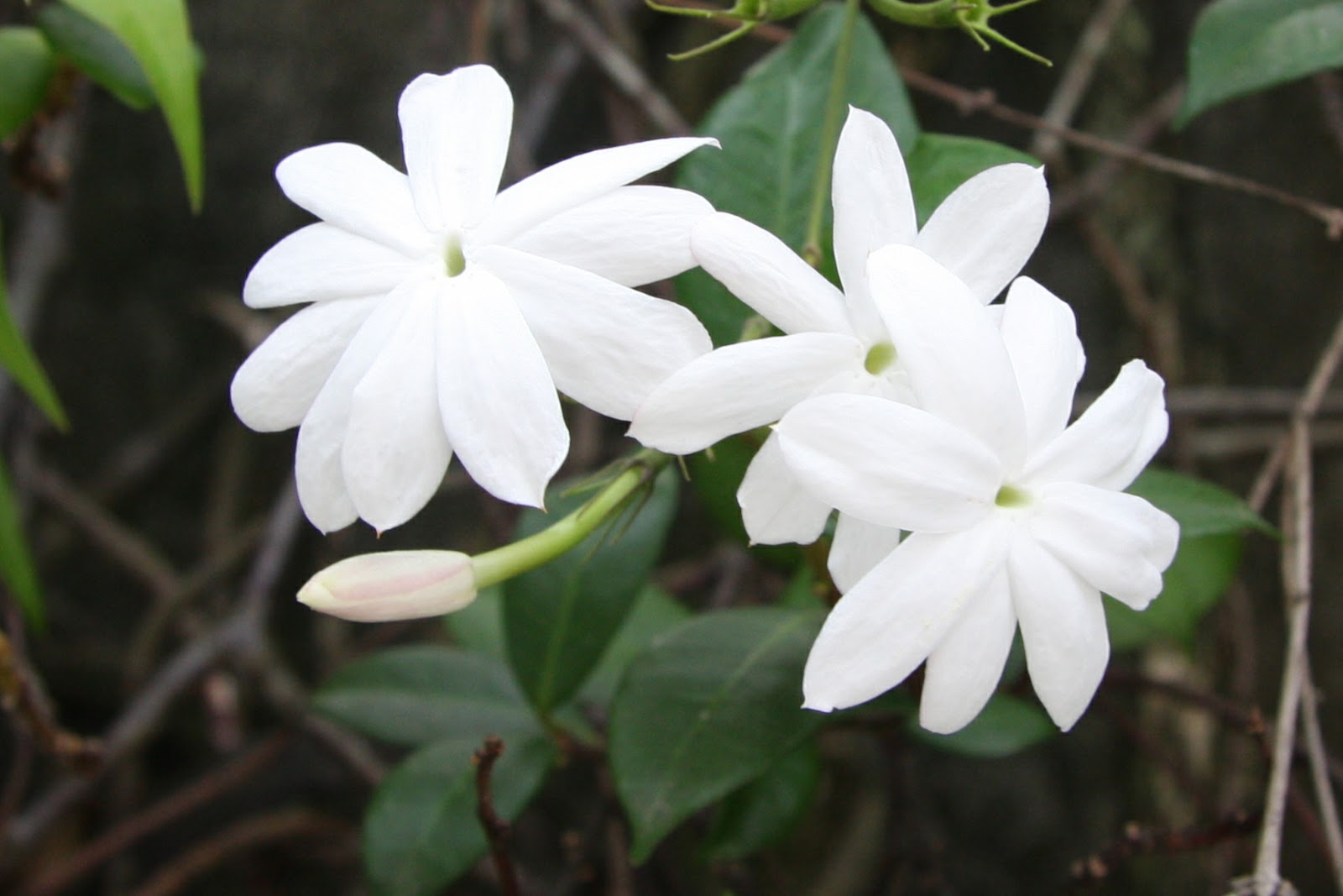 Jasmine Flower Hd Wallpapers Free Download - Indoor Plants To Help Sleep - HD Wallpaper 