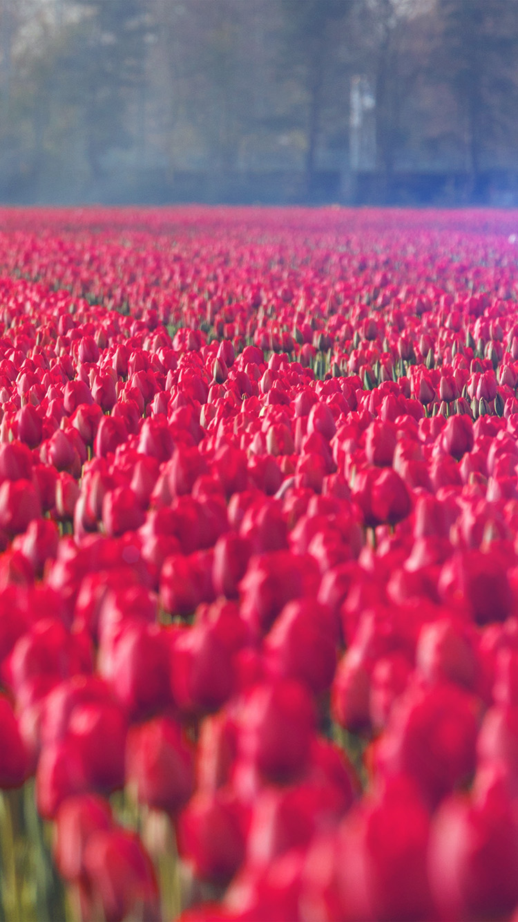 Com Apple Iphone Wallpaper Ni19 Red Rose Flower Spring - Flower I Phone 6 - HD Wallpaper 