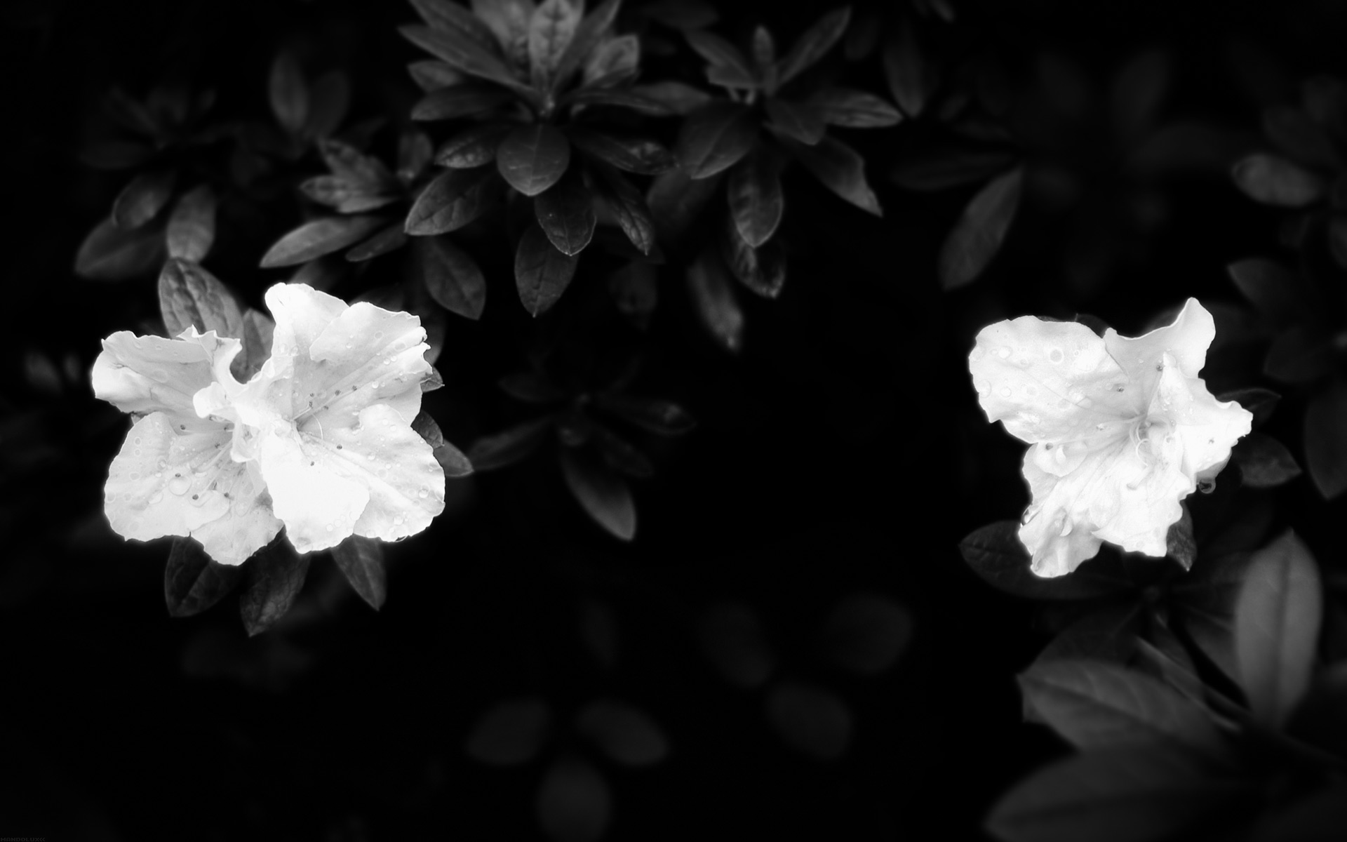 Black And White Flower - HD Wallpaper 