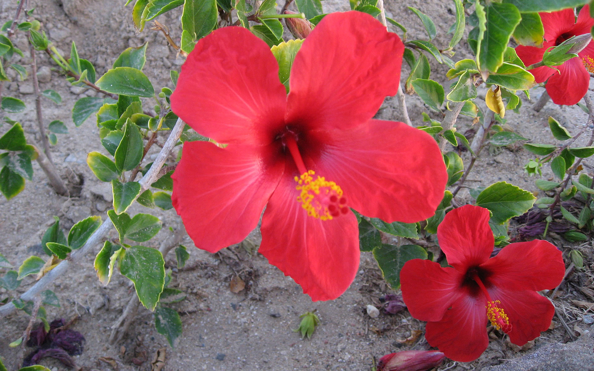 Red Jasmine Flowers - HD Wallpaper 