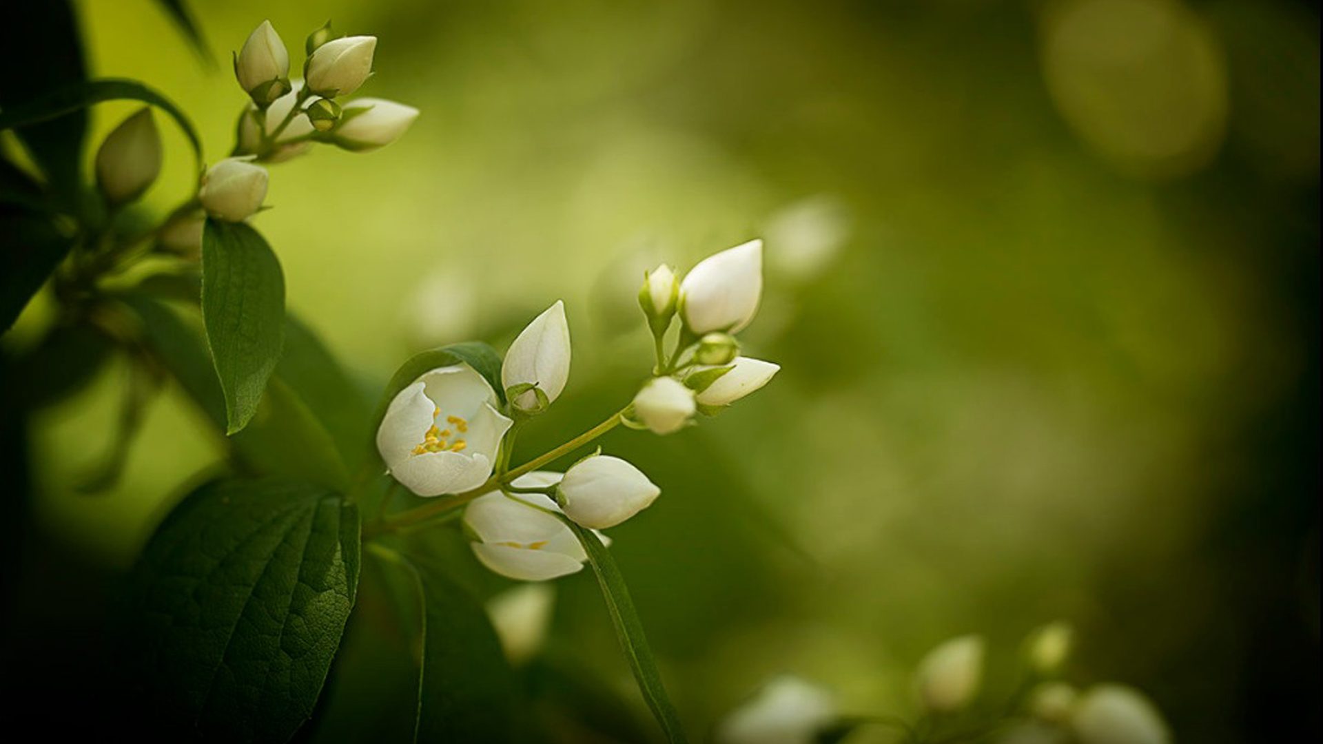 Jasmine - 1920x1080 Wallpaper - teahub.io