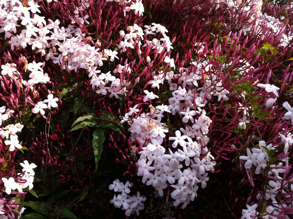 Jasminum Polyanthum Pink - HD Wallpaper 