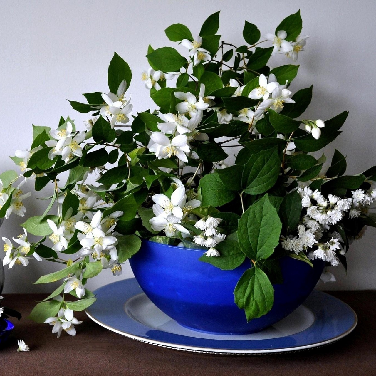 Wallpaper Jasmine, Flower, Spring, Bowl, China - زراعة الياسمين في المنزل - HD Wallpaper 