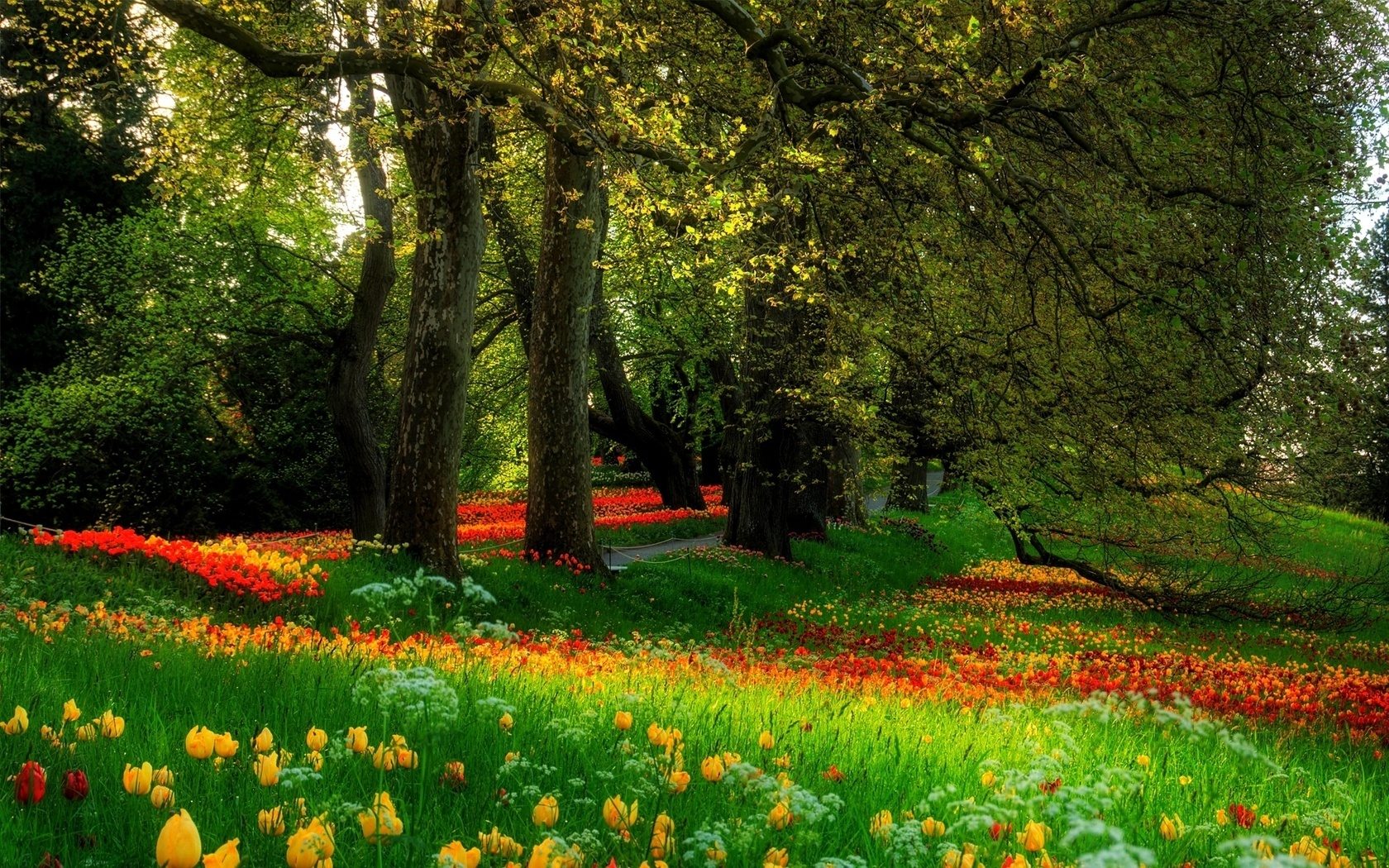 Beautiful Scenery Wallpaper - Flower Garden In Forest - HD Wallpaper 
