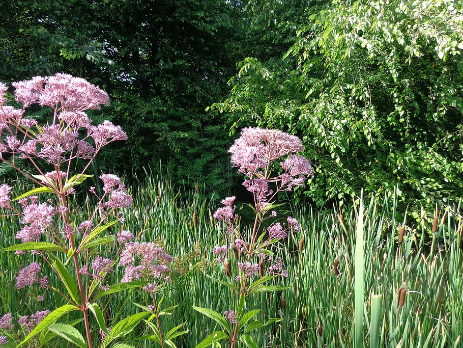 Mountain Laurel - HD Wallpaper 