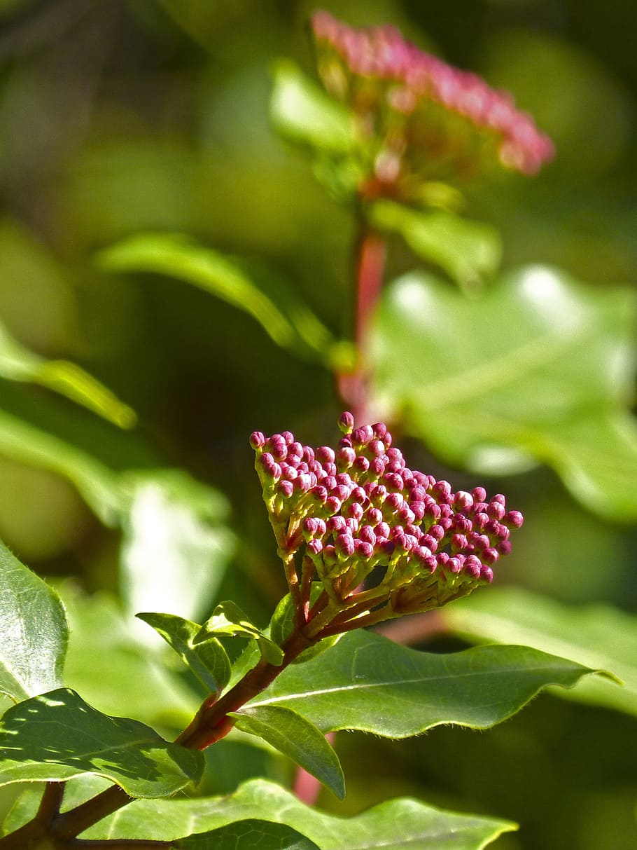 Flower, Ivy, Mallow, Plant, Flowering Plant, Growth, - Wildflower - HD Wallpaper 