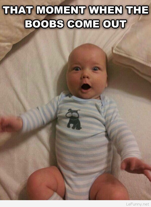 Funny Pictures - HD Wallpaper 