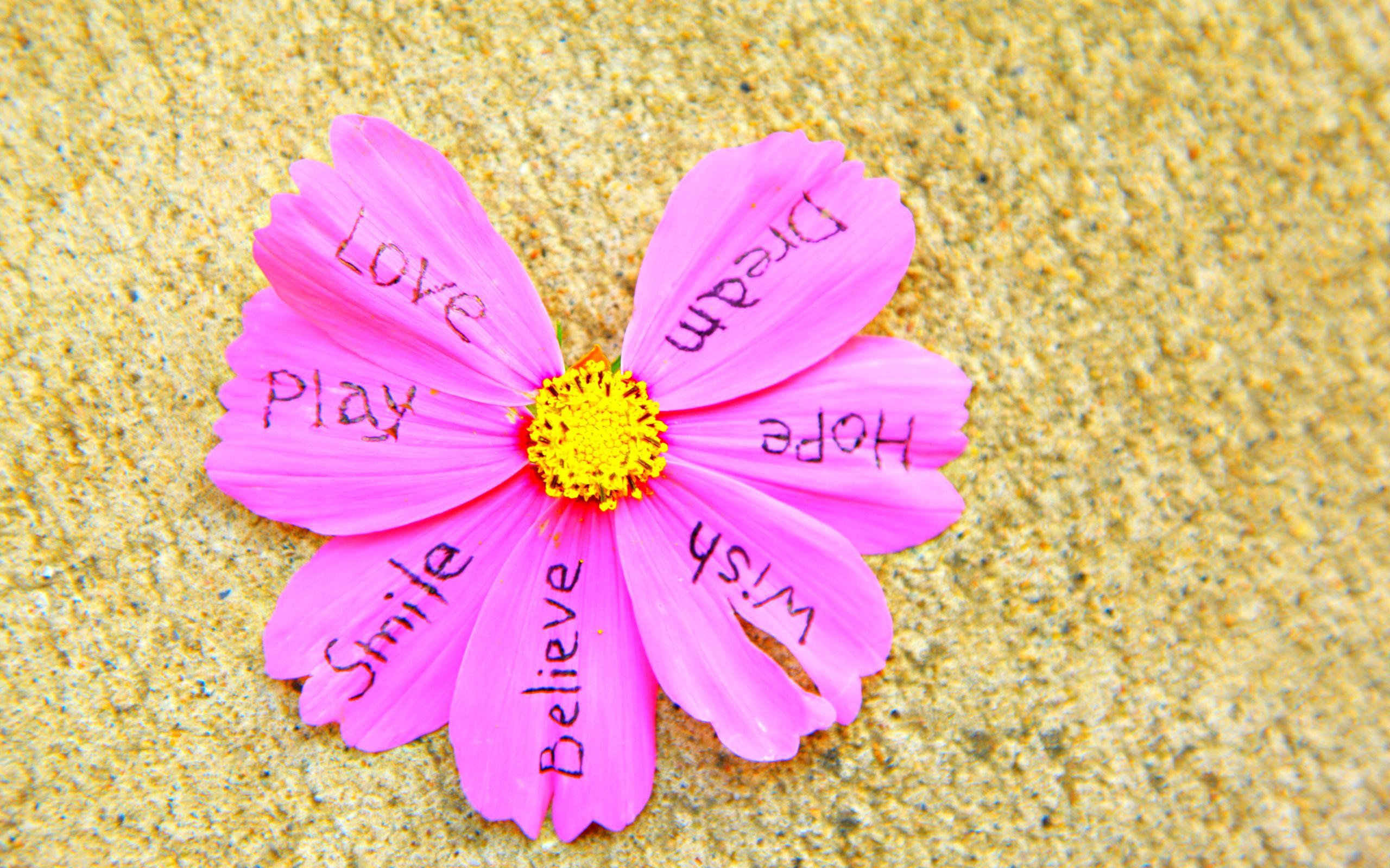 Dream, Believe, Love - Words On Flower Petals - HD Wallpaper 