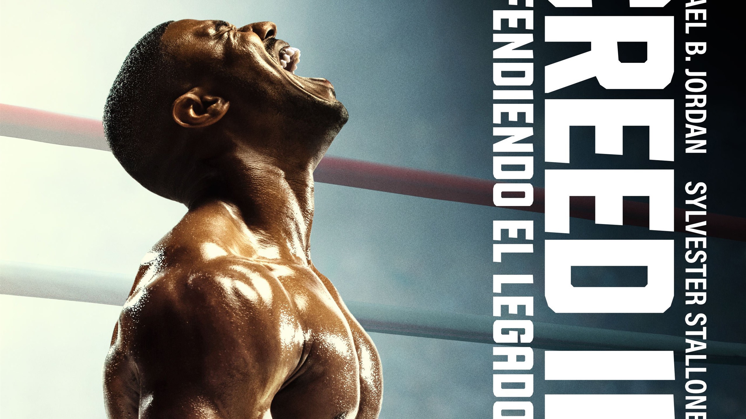 Bodybuilding - HD Wallpaper 