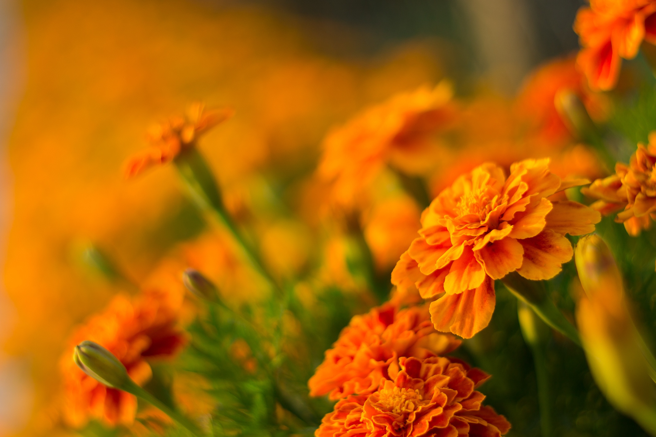 Marigold Wallpaper Hd - 2136x1424 Wallpaper - teahub.io