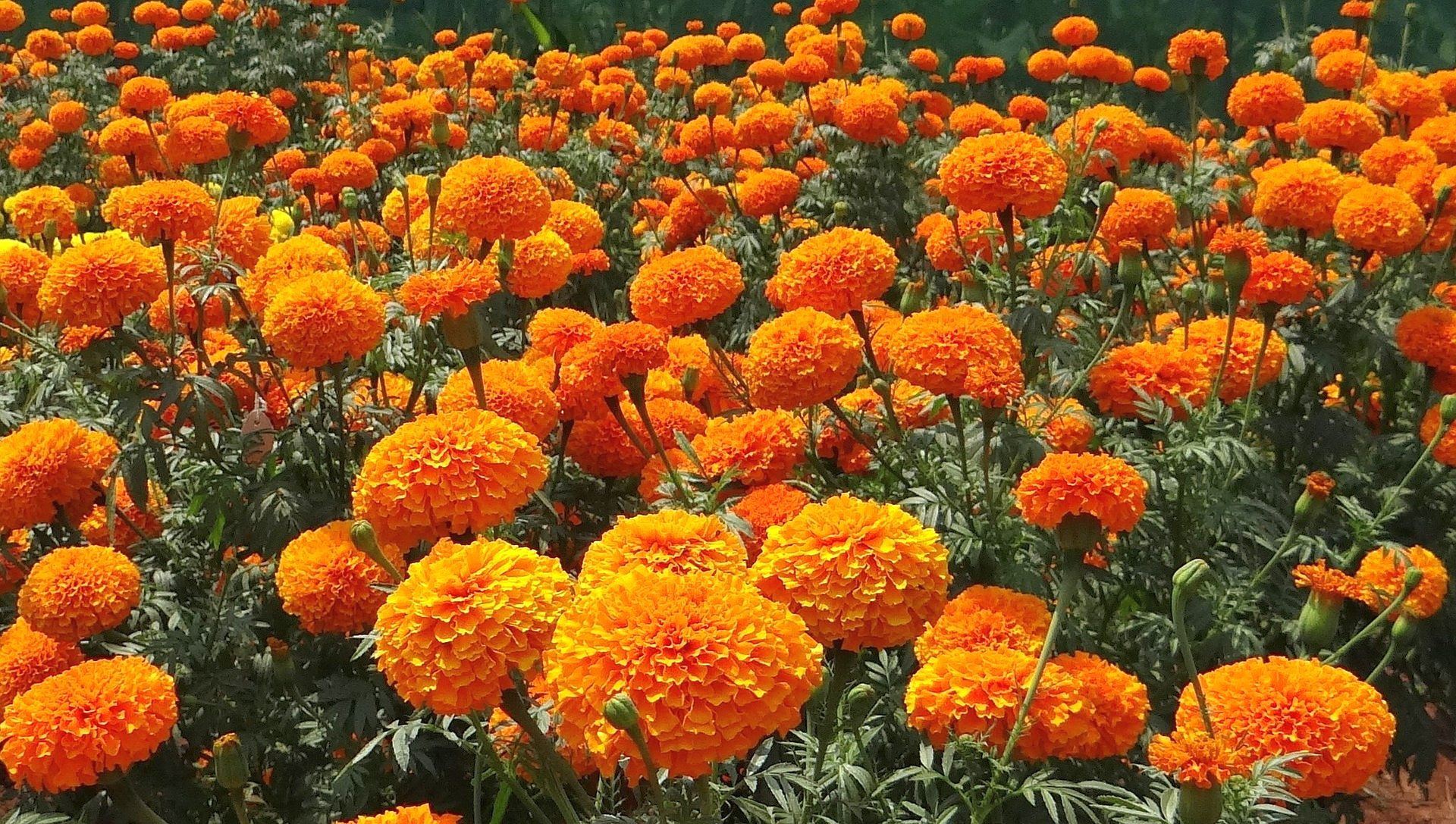 Bunch Of Marigold Flower In Garden Wallpaper - Plants To Keep Snakes Away - HD Wallpaper 