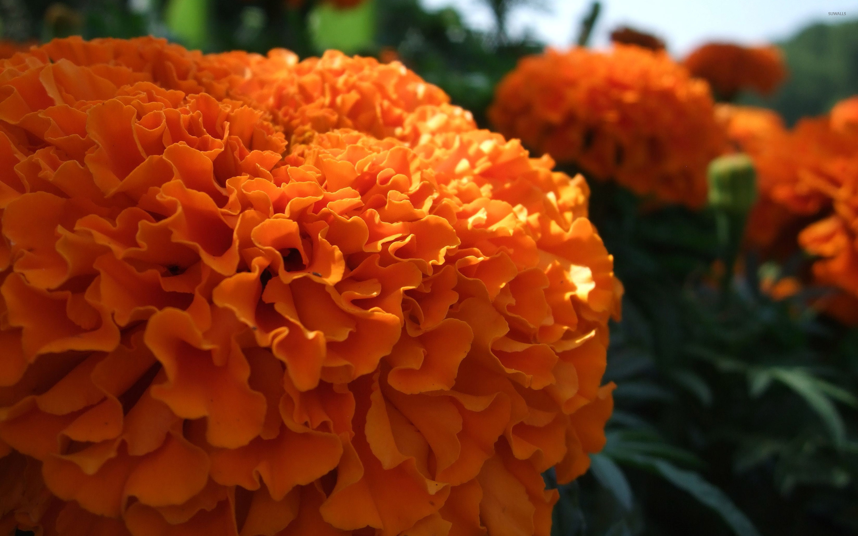 Marigolds - 2880x1800 Wallpaper - teahub.io