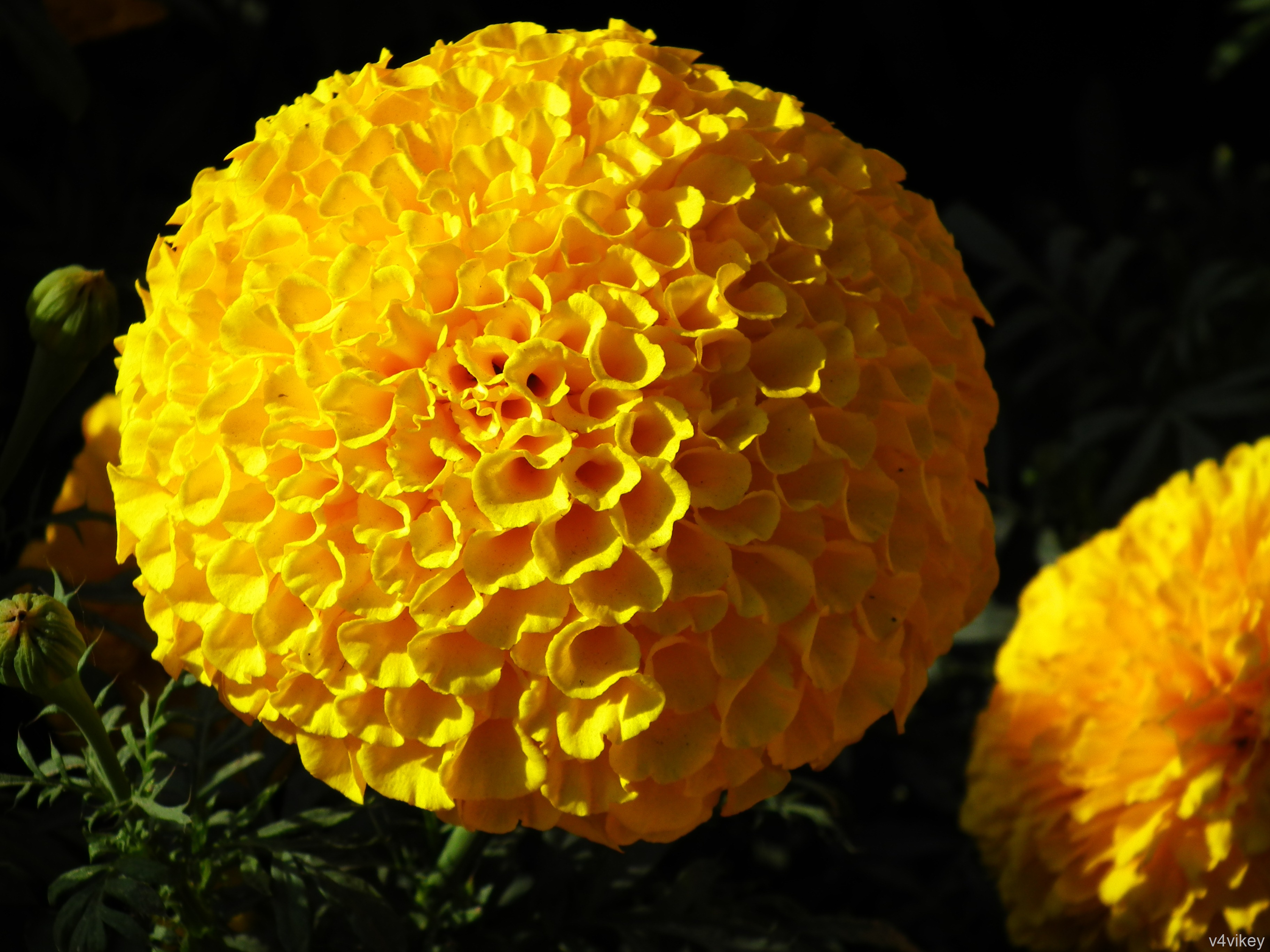Marigold Chrysanthemum Flowers - HD Wallpaper 