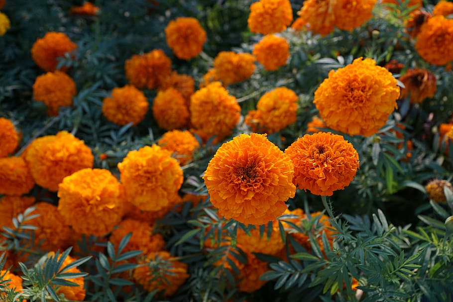 Flower, Yellow, Orange, Marigold, Blossom, Bloom, Nature, - HD Wallpaper 