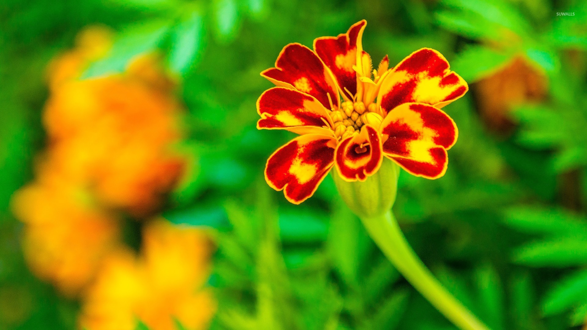 Flowers Marigold - HD Wallpaper 