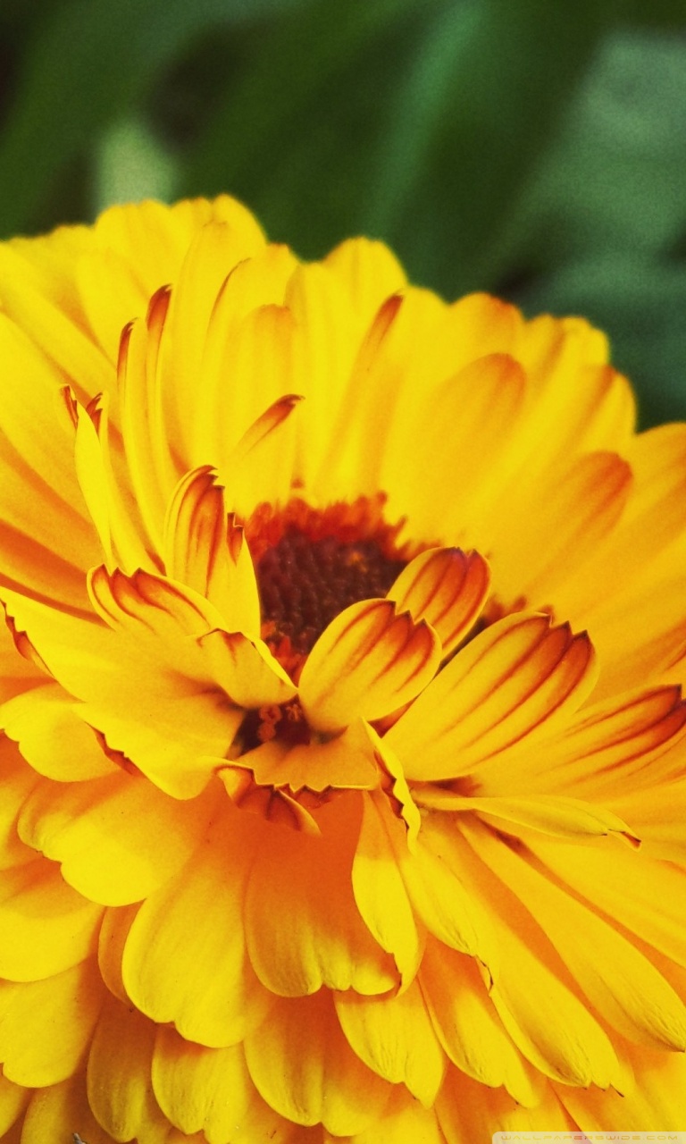 Marigold Flower For Mobile - 768x1280 Wallpaper 