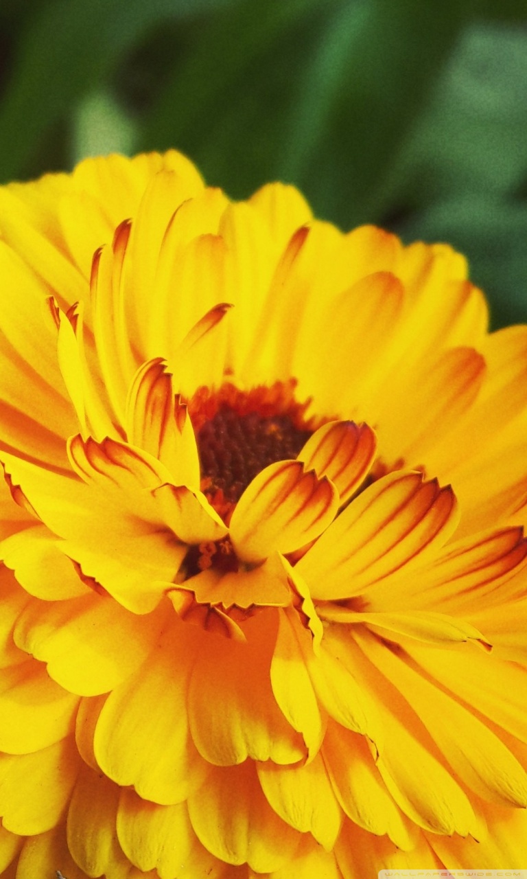 Marigold Flower For Mobile - HD Wallpaper 