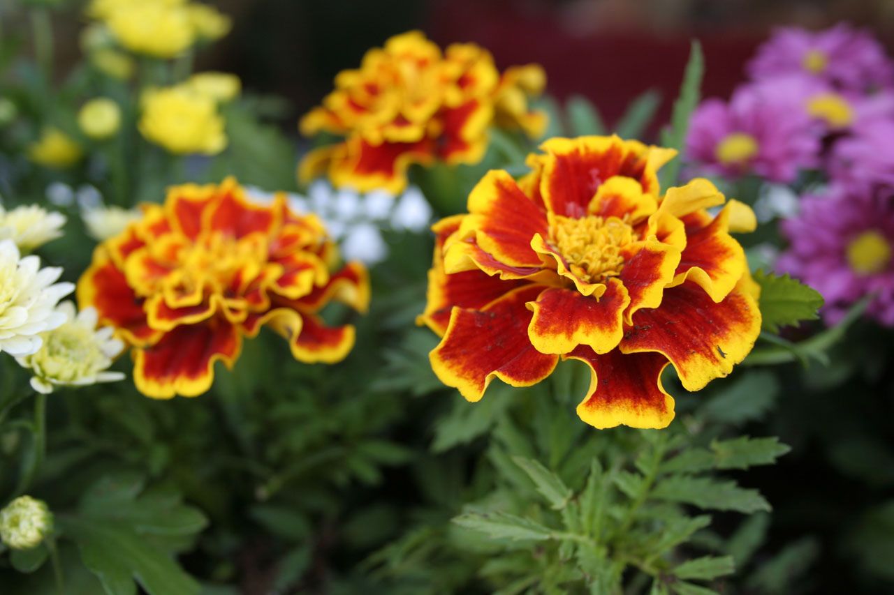 Marigold - HD Wallpaper 