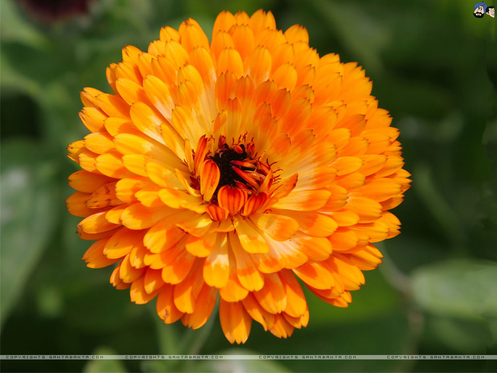 Tagete Fleur - HD Wallpaper 