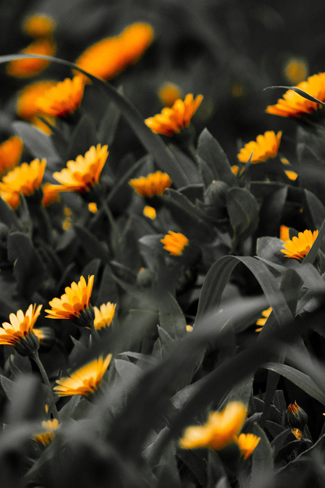 Com Apple Wallpaper Marigolds Iphone4 - Marigold Flower Wallpaper Iphone - HD Wallpaper 