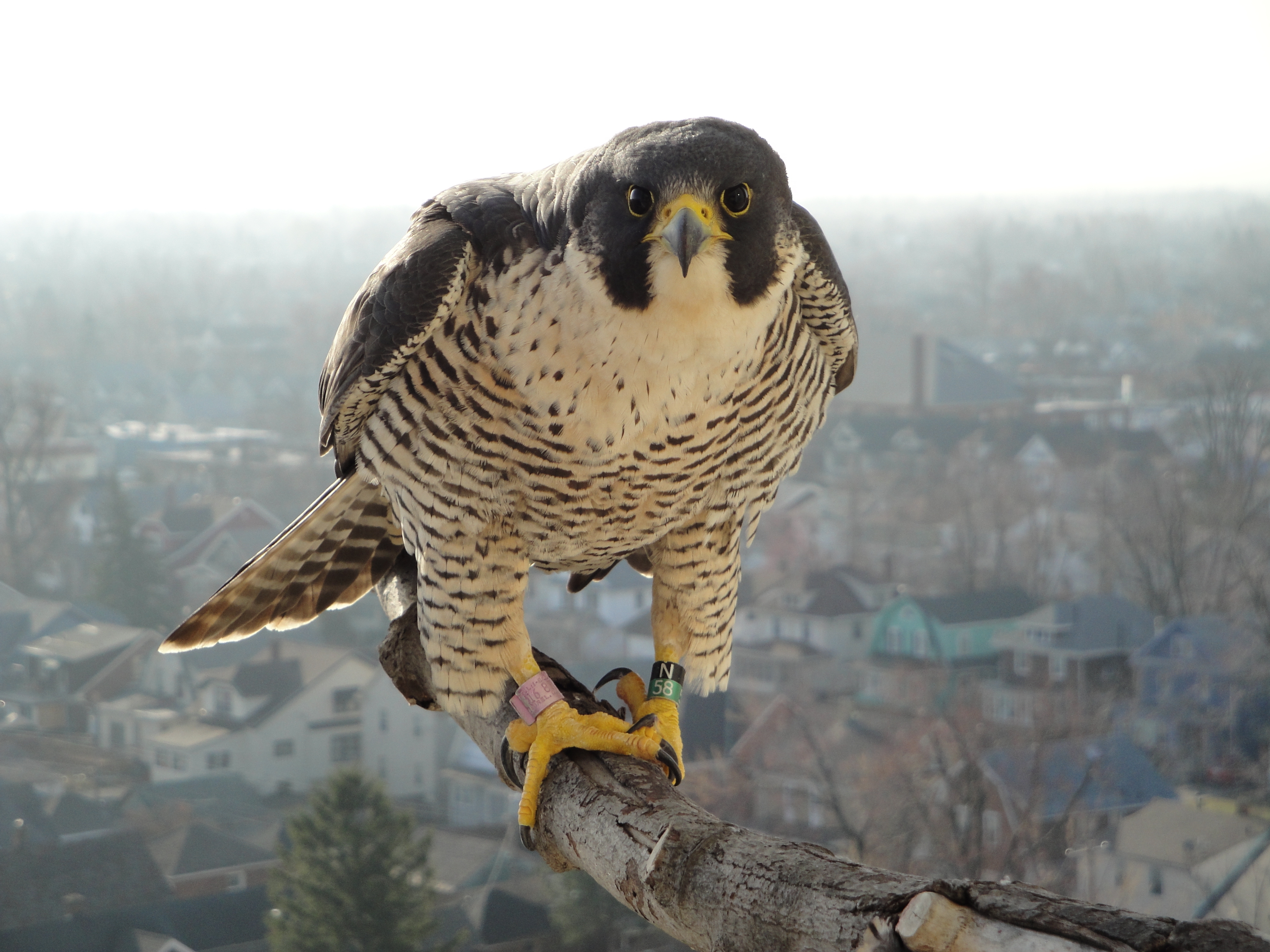 Birds Falcon Bird Wallpaper - Peregrine Falcon On Nest - HD Wallpaper 