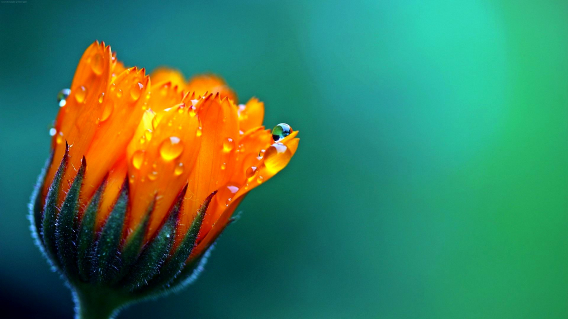 Salendula Marigold 5k 4k Wallpaper Flower Drop Macro - Macro Photography - HD Wallpaper 