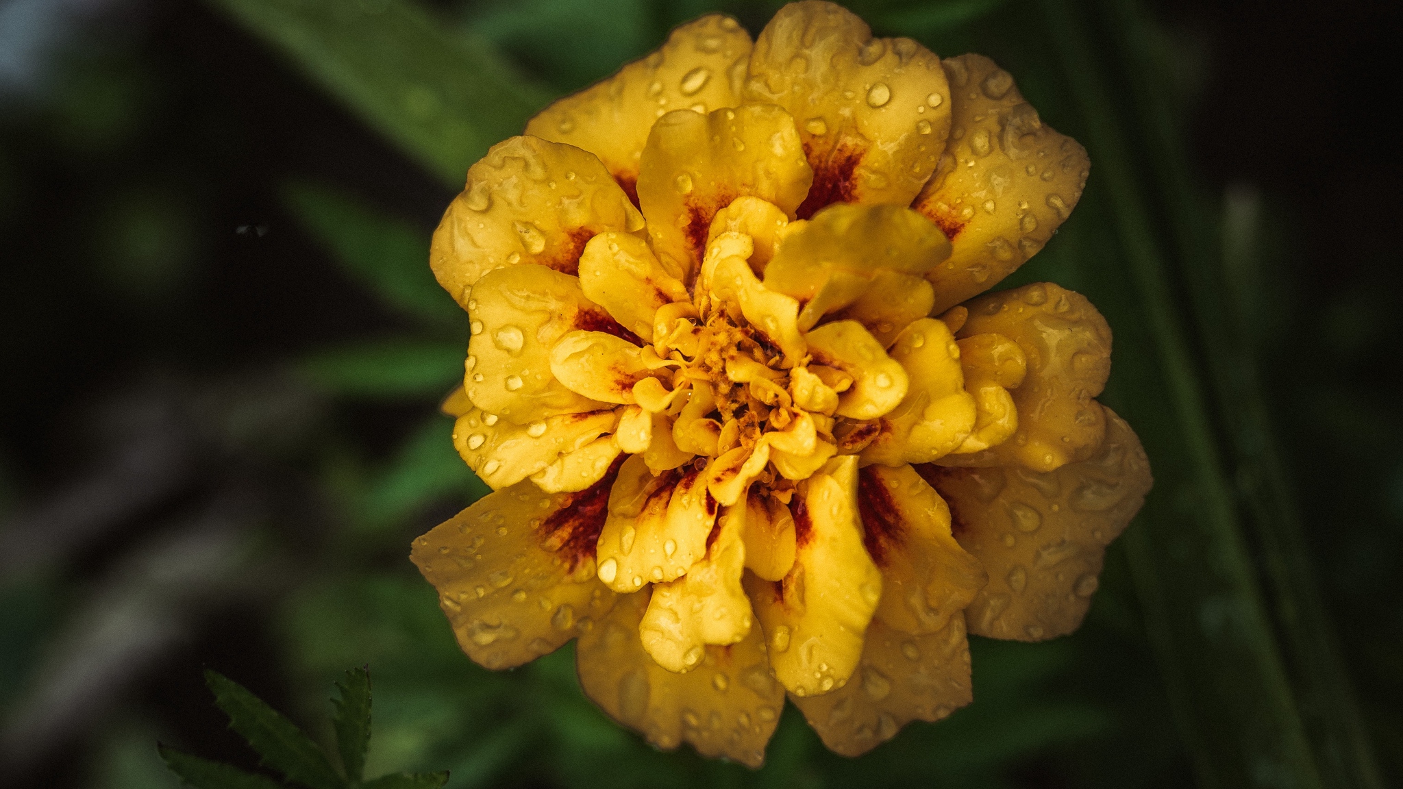 Wallpaper Marigold, Drops, Yellow, Flower - Marigold Flower Hd Wallpaper Mobile - HD Wallpaper 