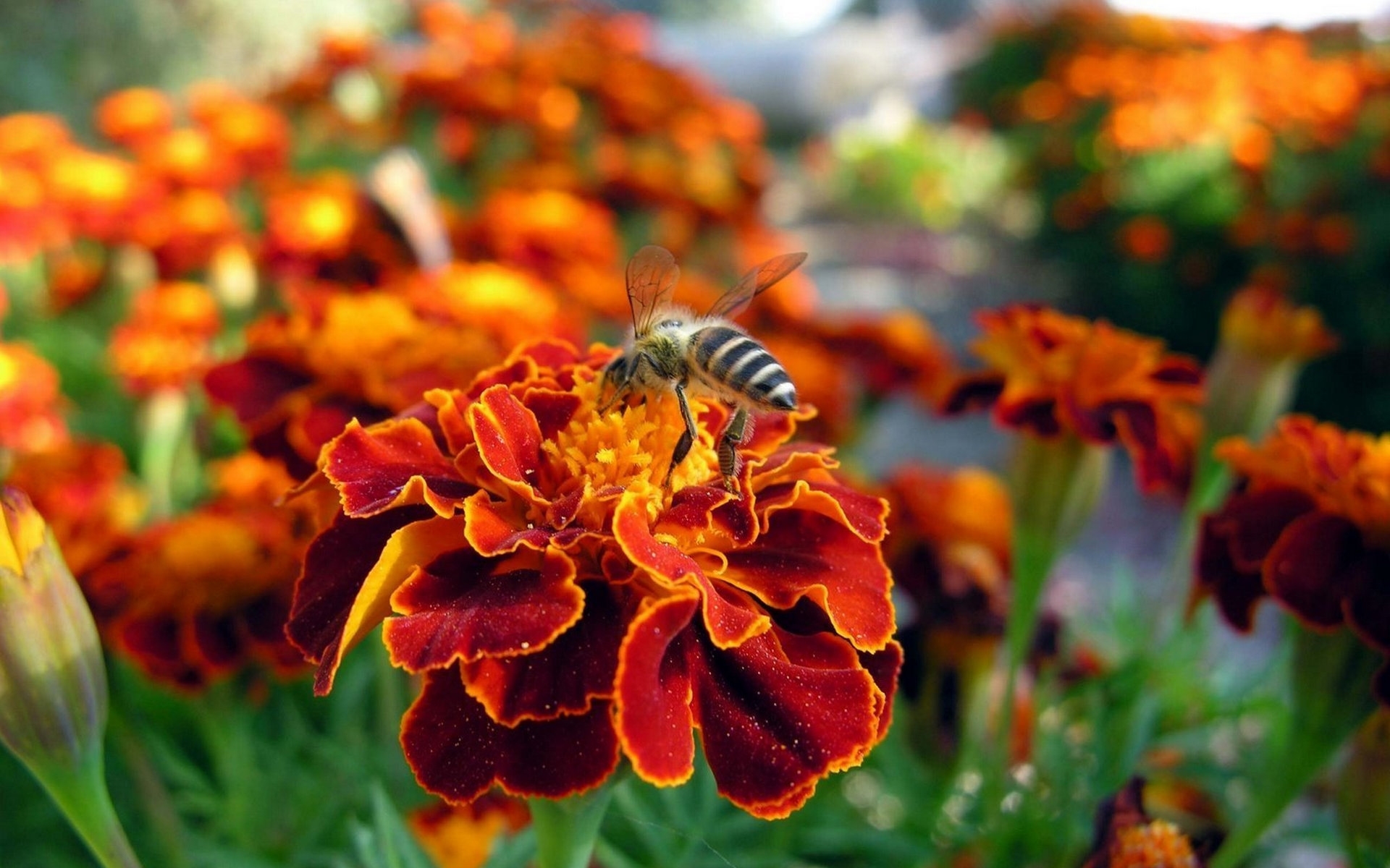 Marigold - HD Wallpaper 