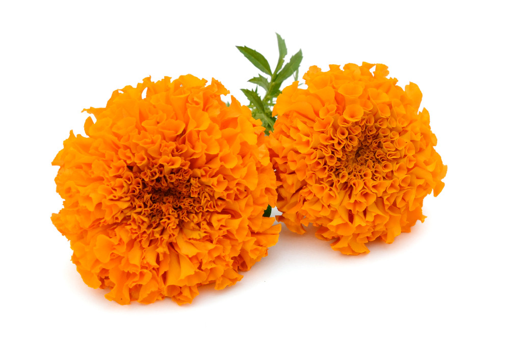 Marigold Hd Wallpapers, Desktop Wallpaper - Transparent Marigold Flower Png - HD Wallpaper 