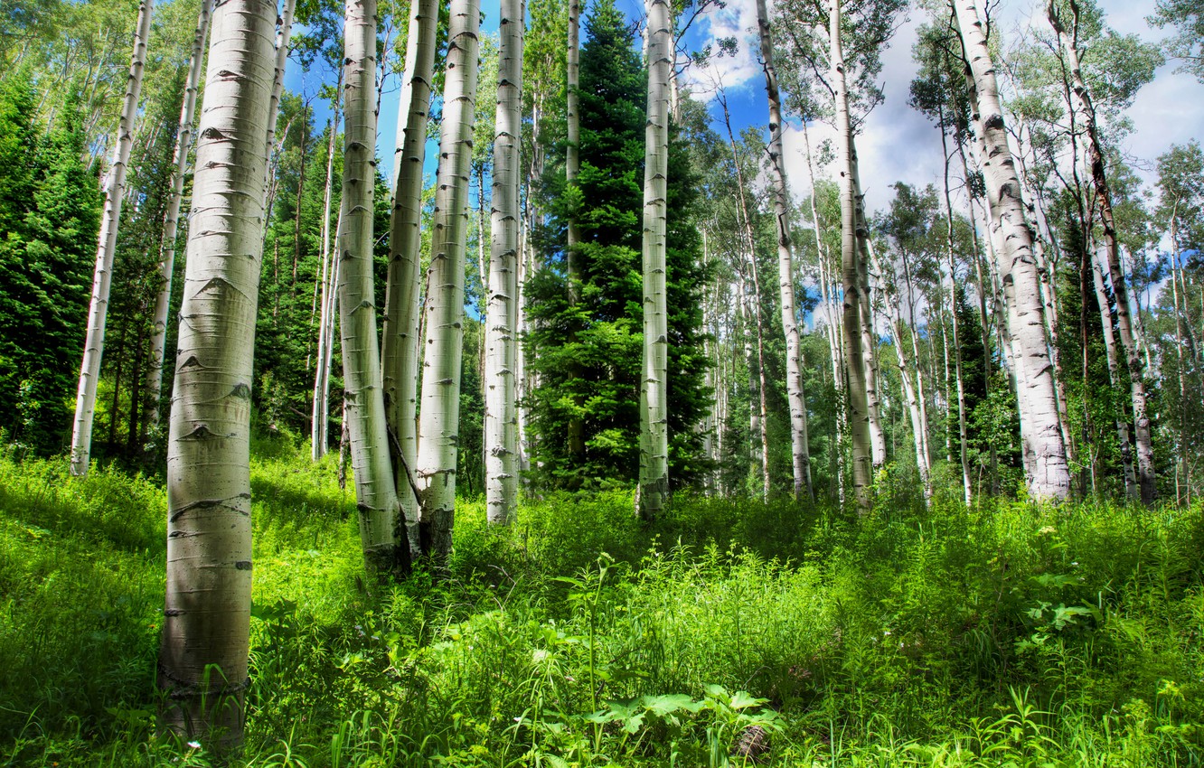 Photo Wallpaper Forest, The Sky, Grass, Nature, Spruce, - Aspen Tree Forest Colorado - HD Wallpaper 