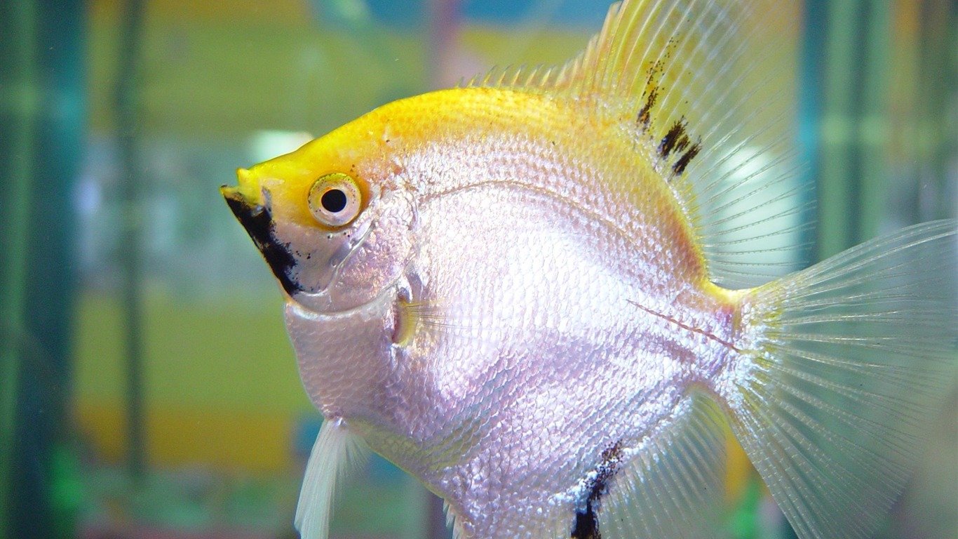 Papel Pintado Amarillo Y Plateado De La Fotografía - Pez Angel - HD Wallpaper 