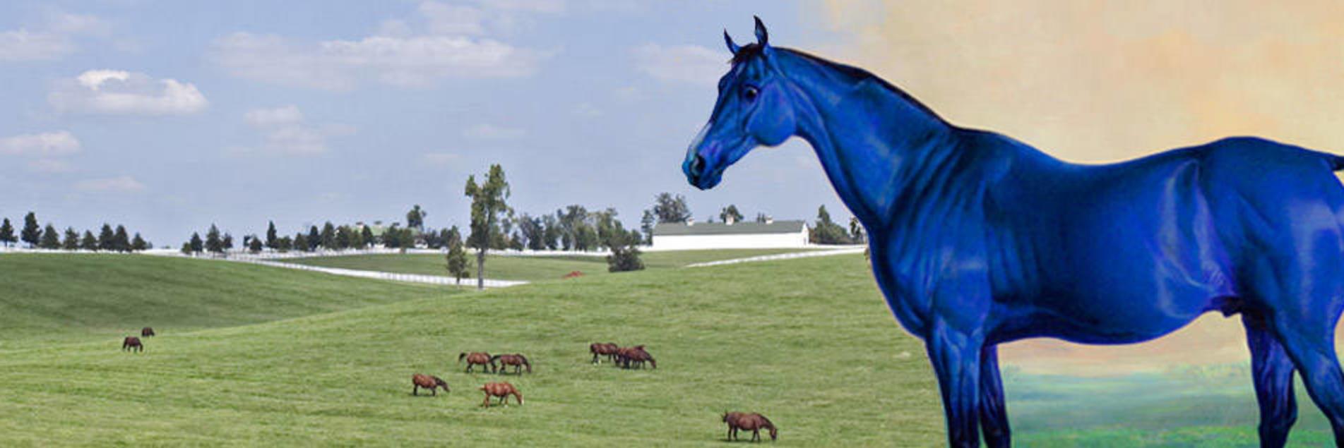Blue Horse - HD Wallpaper 