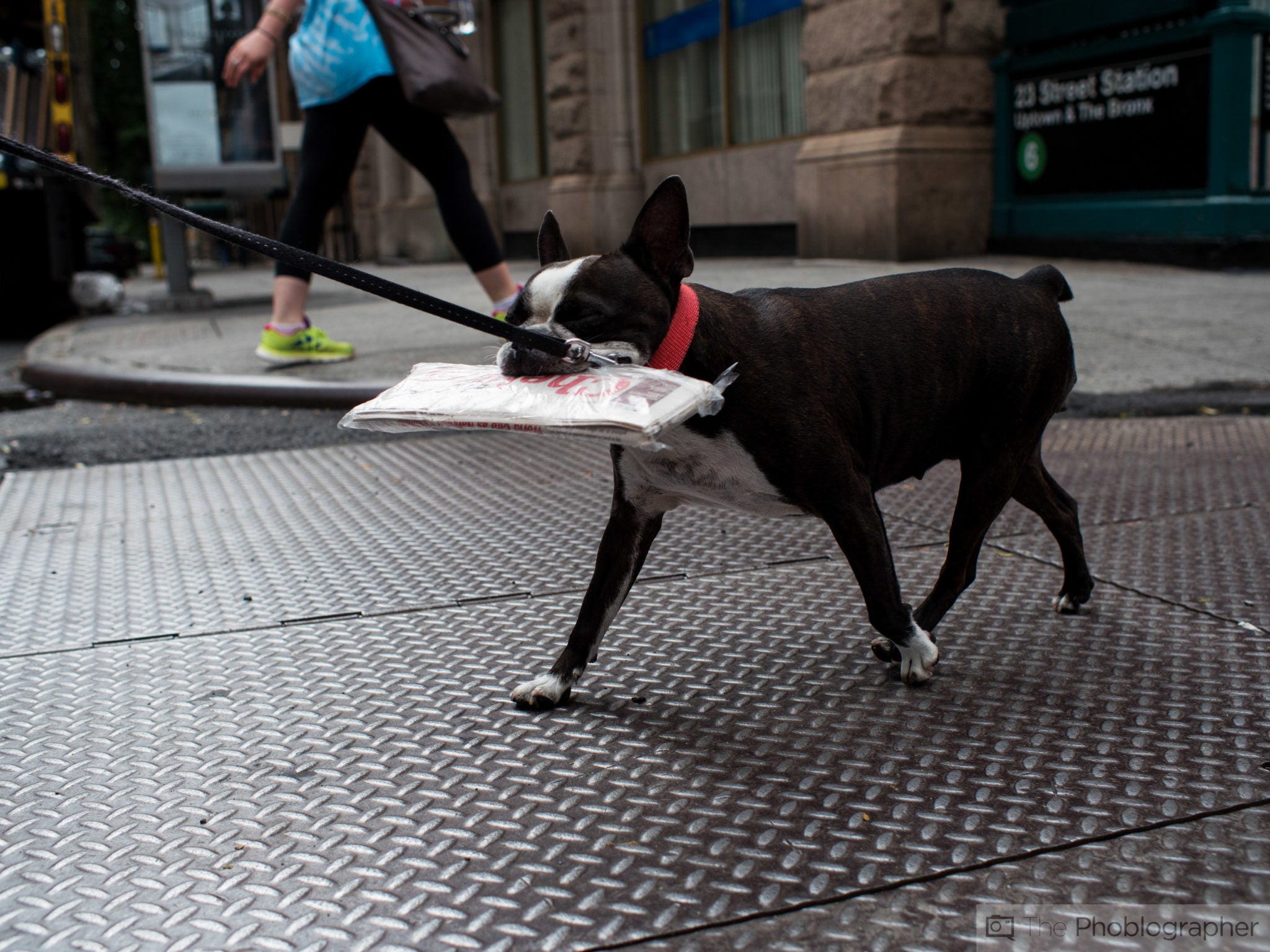 Dog Catches Something - HD Wallpaper 