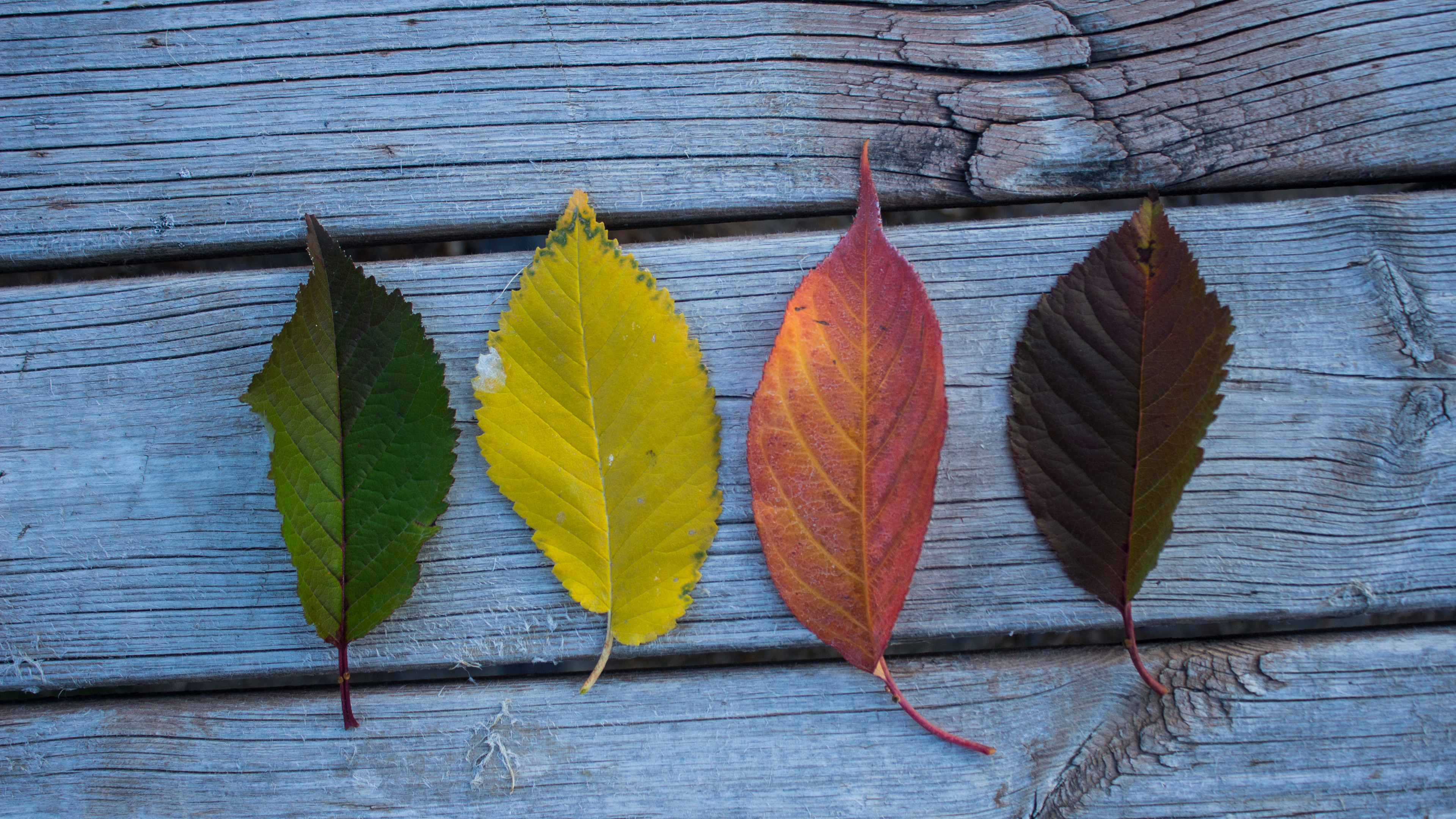 Colorful Leaves Wood Outdoors 4k - صور اوراق شجر ملونا - HD Wallpaper 