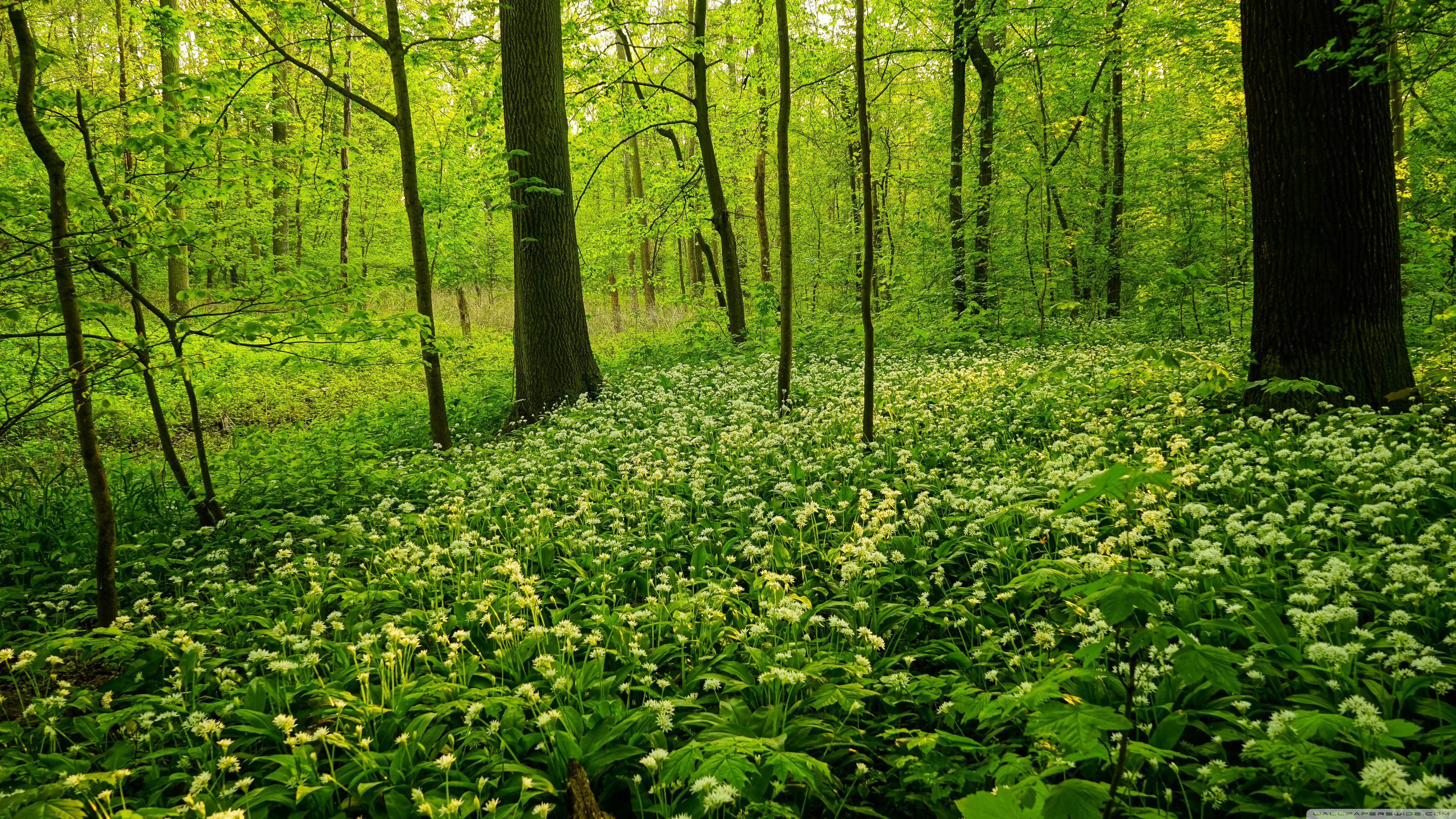 Green Wood - HD Wallpaper 