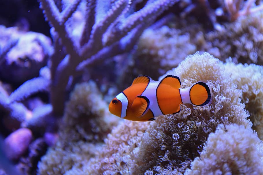 Clown Fish Near Coral, Water Sea, Ocean, Nature, Nemo, - HD Wallpaper 