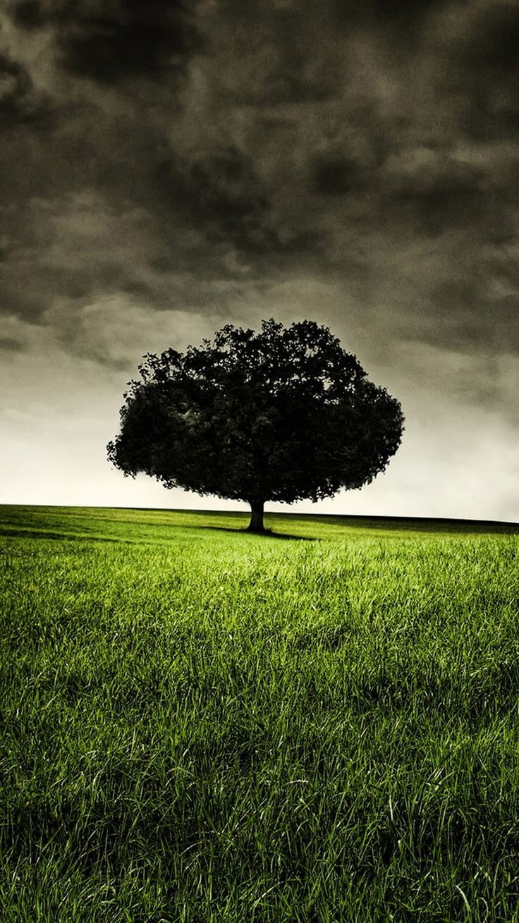 Tree Alone In A Field - HD Wallpaper 